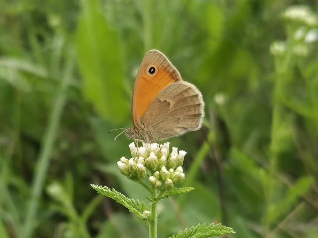 Coenonympha pamphilus - kis szénalepke