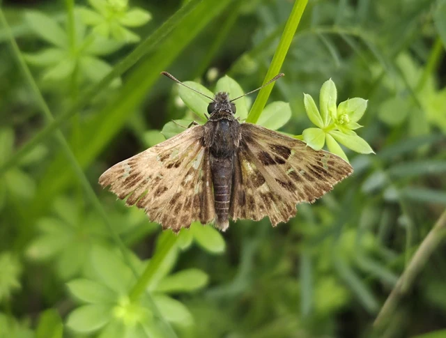 Carcharodus alceae - mályva-busalepke