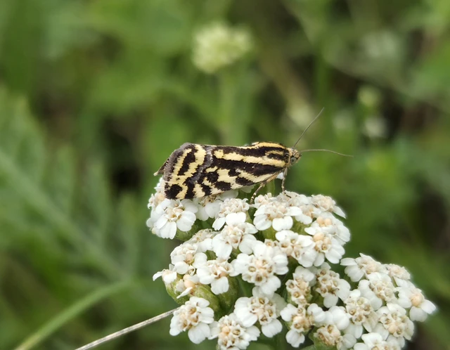 Emmelia trabealis - zebrabagoly
