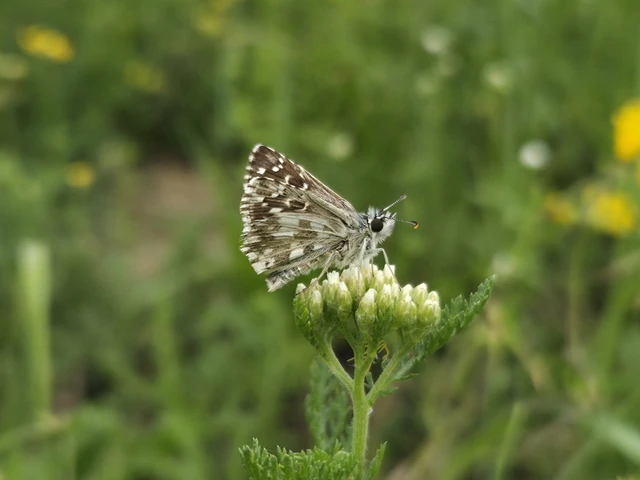 Pyrgus serratulae - homályos busalepke