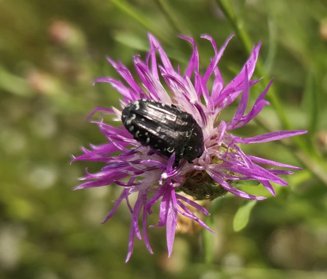 Oxythyrea funesta - sokpettyes virágbogár