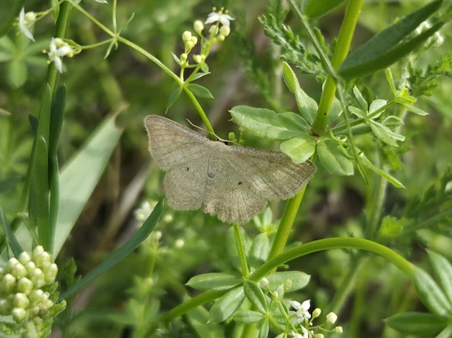 Scopula virgulata - vesszős sávosaraszoló