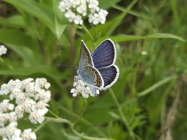 Plebejus argus - ezüstös boglárka