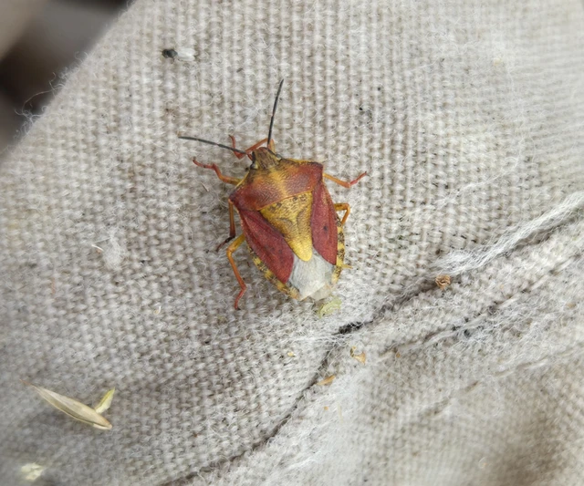 Carpocoris Carpocoris