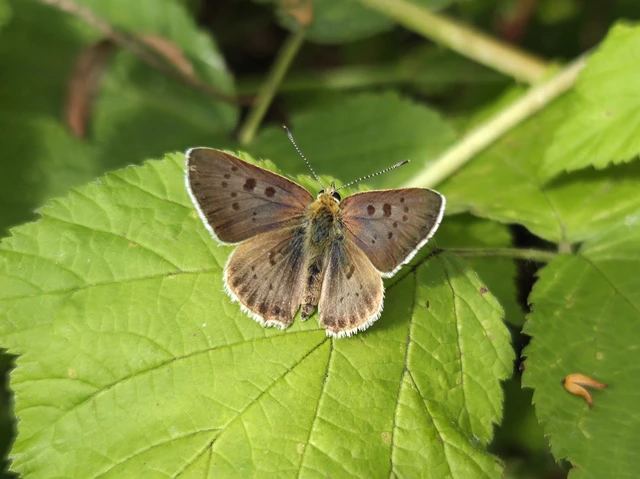 Lycaena tityrus - barna tűzlepke