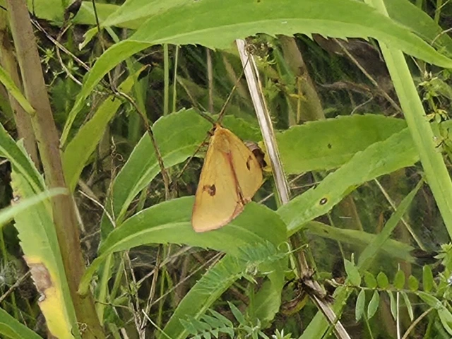 Diacrisia sannio - vörösszélű medvelepke