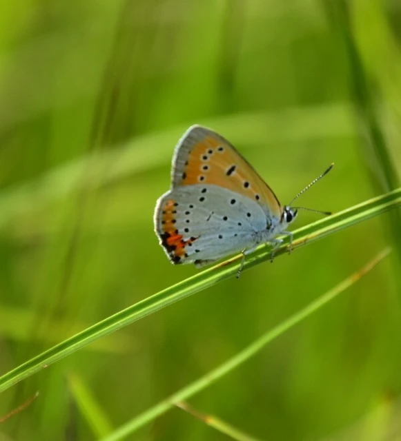 Lycaena dispar rutilus - nagy tűzlepke