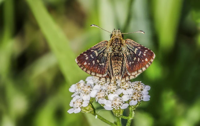 Pyrgus