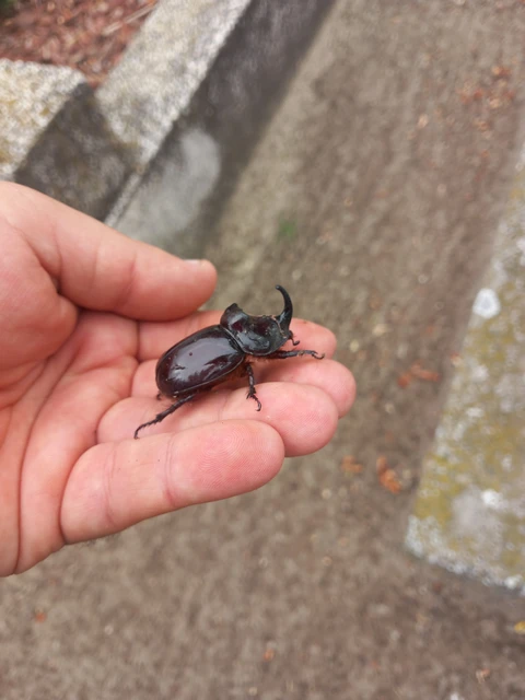Oryctes nasicornis - orrszarvú bogár Oryctes nasicornis - orrszarvú bogár