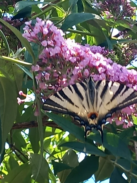 Iphiclides podalirius - kardoslepke