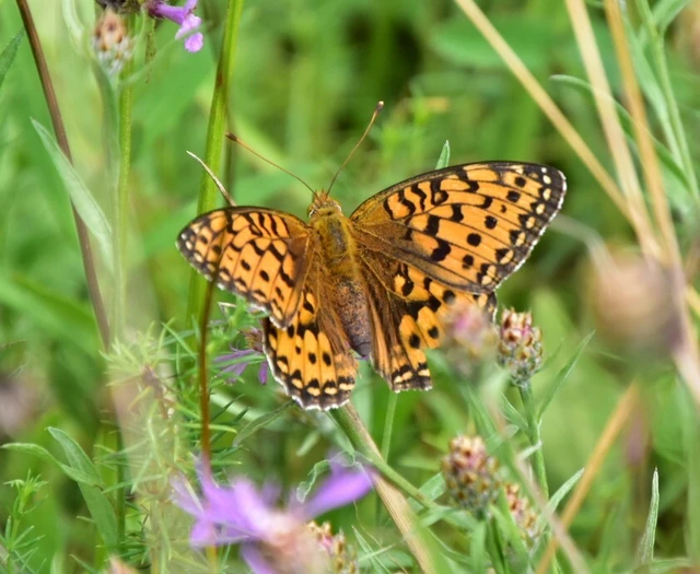 Argynnis aglaja - kerekfoltú gyöngyházlepke