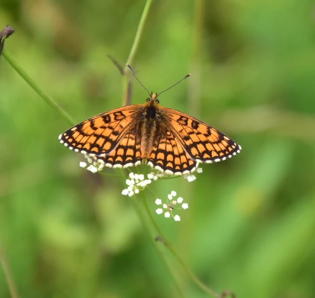 Melitaea athalia - közönséges tarkalepke