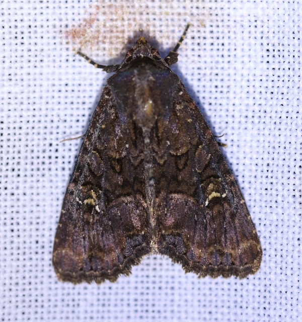 Mesapamea secalella/secalis