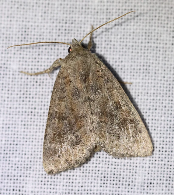Parastichtis suspecta - sötét erdeibagoly