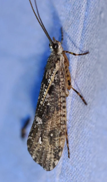 Trichoptera - Tegzesek