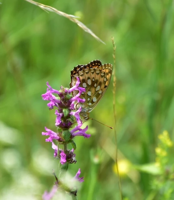 Argynnis aglaja - kerekfoltú gyöngyházlepke