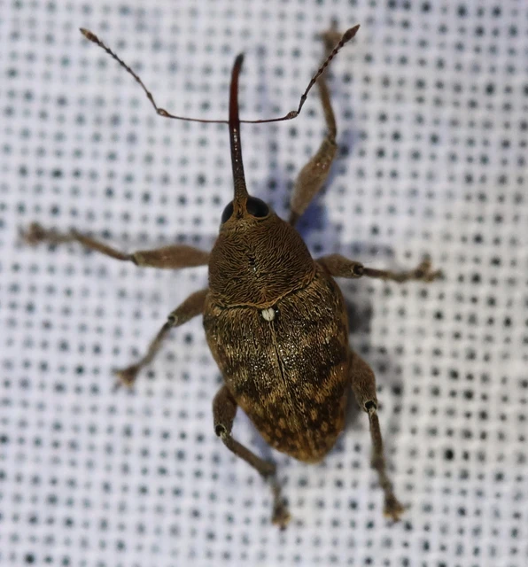 Curculio glandium - tölgymakkzsuzsóka