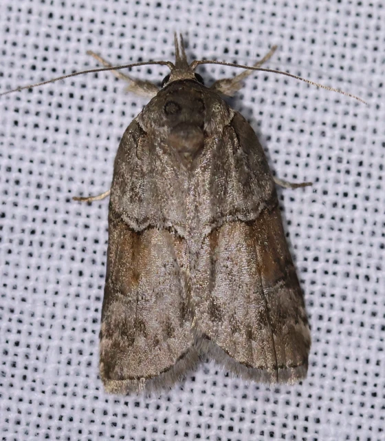Nycteola asiatica - nyárfa-trapézbagoly