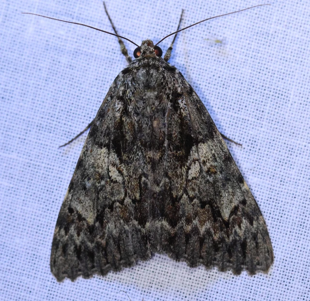 Catocala promissa - kis tölgyfa-övesbagoly