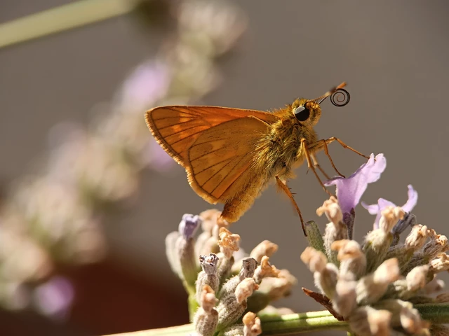 Ochlodes sylvanus - erdei busalepke