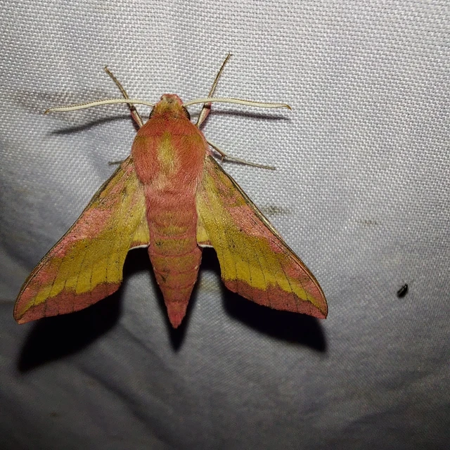 Deilephila porcellus - piros szender