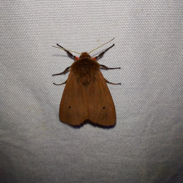 Phragmatobia fuliginosa - füstös medvelepke