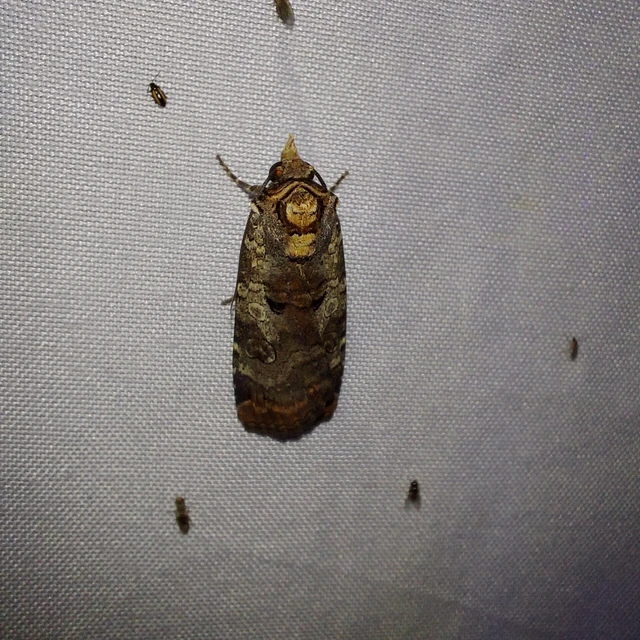 Epilecta linogrisea - karcsú sárgafűbagoly