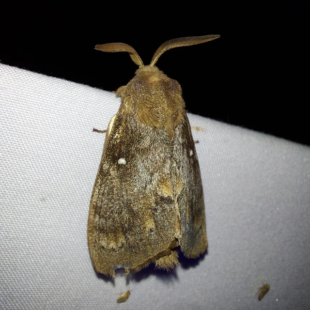 Dendrolimus pini - fenyőpohók