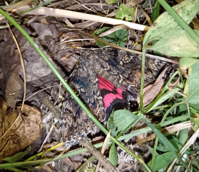 Catocala sponsa/dilecta
