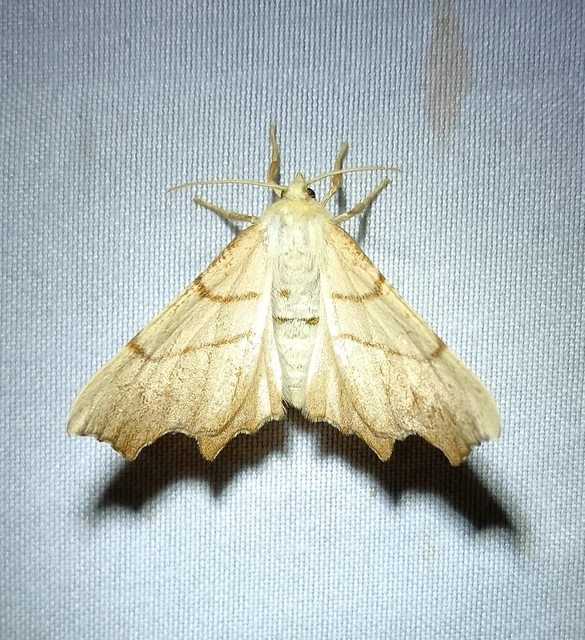 Ennomos erosaria - hársfa-levélaraszoló