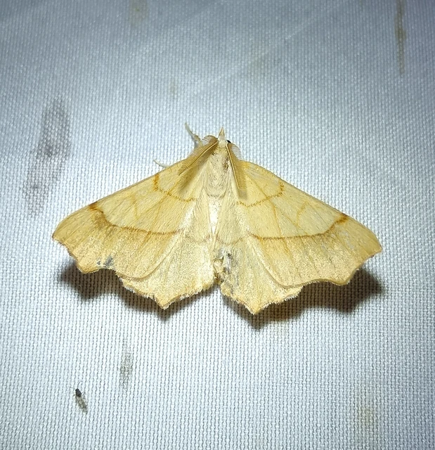 Ennomos quercinaria - tölgyfa-levélaraszoló