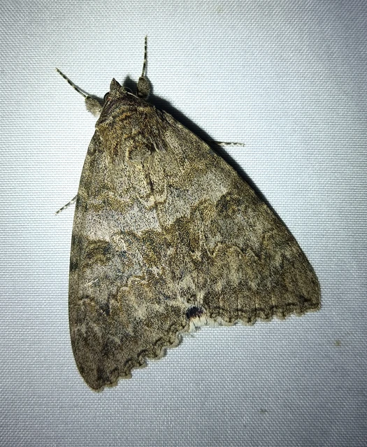Catocala nupta - piros övesbagoly