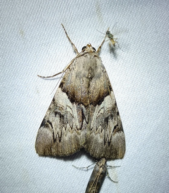 Catocala fulminea - galagonya-övesbagoly