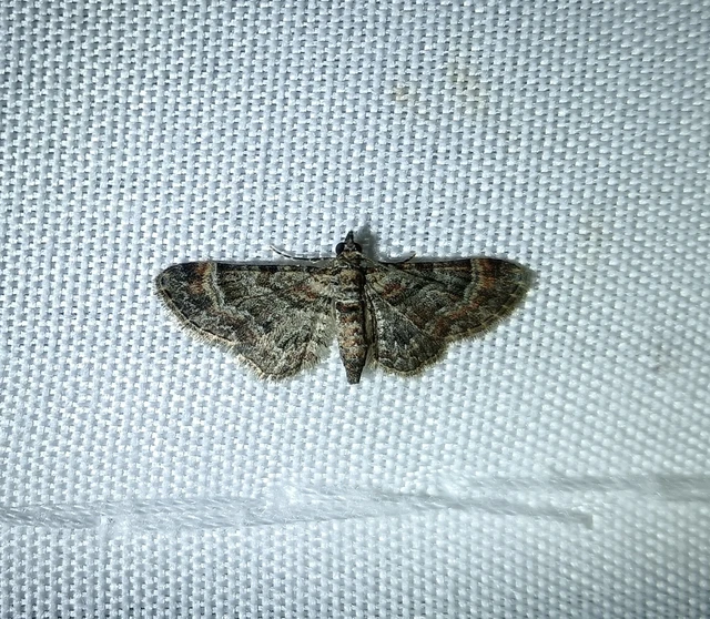 Gymnoscelis rufifasciata - vöröscsíkos törpearaszoló