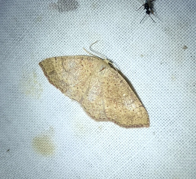 Cyclophora ruficiliaria - vörösrojtú pettyesaraszoló