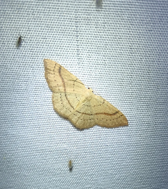 Cyclophora linearia - vonalas pettyesaraszoló