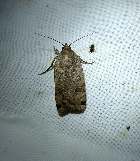 Noctua interposita - köztes sárgafűbagoly