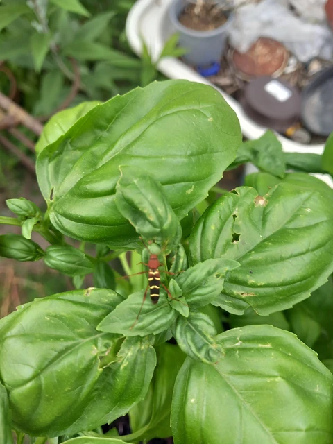 Neoclytus acuminatus - amerikai darázscincér