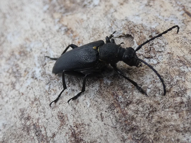 Stictoleptura scutellata - hegyi virágcincér