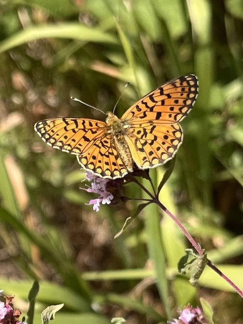 Boloria selene - fakó gyöngyházlepke