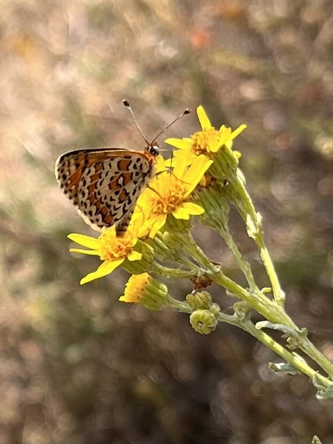 Melitaea didyma - tüzes tarkalepke