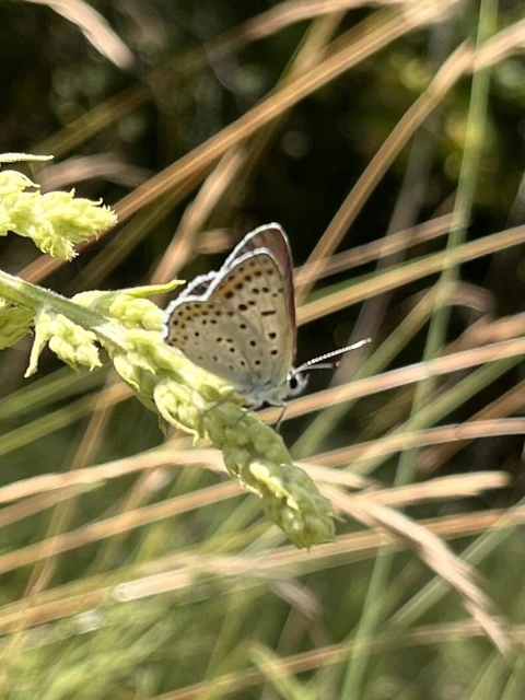 Lycaena tityrus - barna tűzlepke