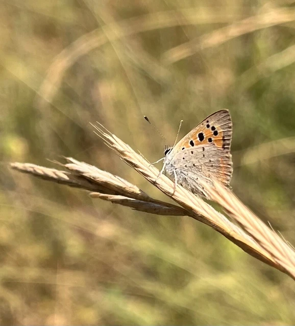 Lycaena phlaeas - közönséges tűzlepke