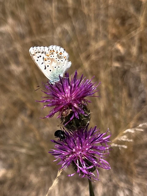Polyommatus coridon - ezüstkék boglárka
