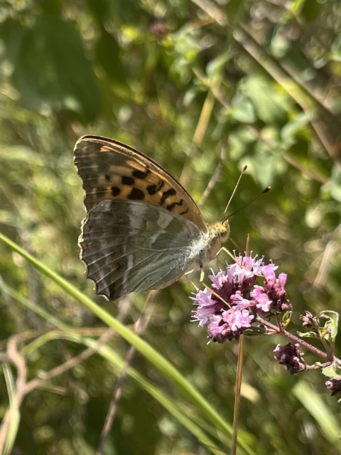 Argynnis paphia - nagy gyöngyházlepke