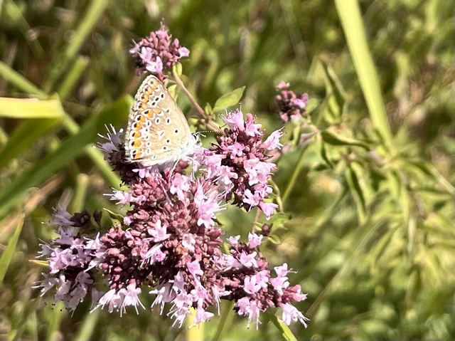 Polyommatus icarus - közönséges boglárka