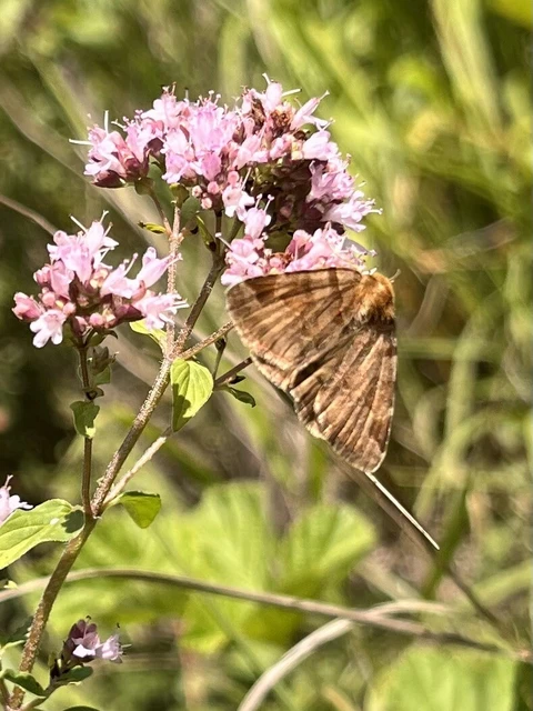Euclidia glyphica - közönséges nappalibagoly