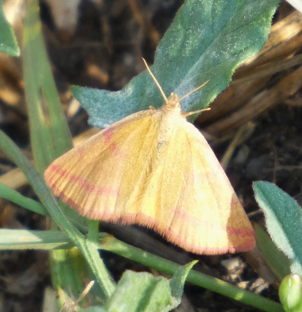 Lythria purpuraria - bíborsávos araszoló