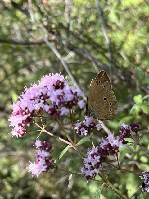 Aphantopus hyperanthus - közönséges ökörszemlepke