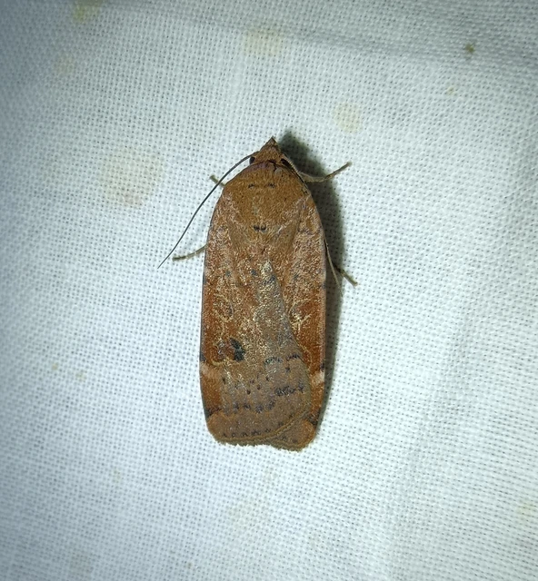 Noctua comes - kis sárgafűbagoly